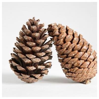 <h4>K.MARITIMA GROOT X50 KERST</h4>