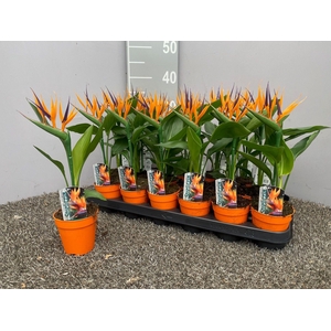 Strelitzia reginae p9 (met kunstbloem)