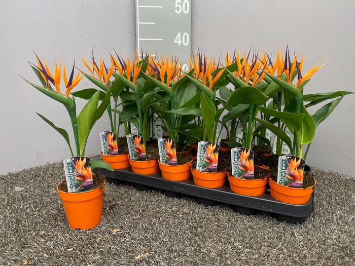 <h4>Strelitzia reginae p9 (met kunstbloem)</h4>