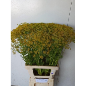 Anet Graveolens