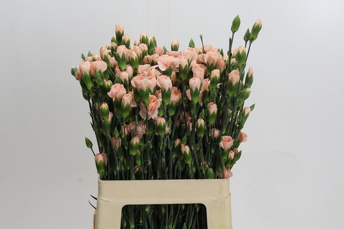 <h4>Dianthus Tr Hamada</h4>