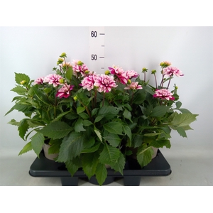 Dahlia  'Dalina Maxi Cherry Blas'