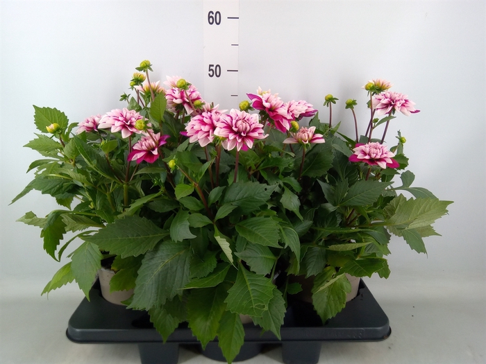<h4>Dahlia  'Dalina Maxi Cherry Blas'</h4>