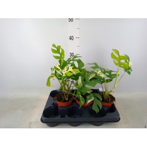 Planten Groen   ...L%