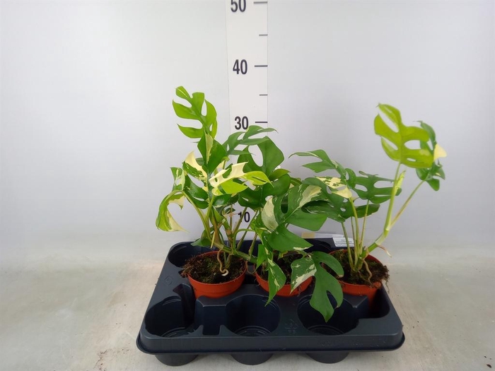 <h4>Planten Groen   ...L%</h4>