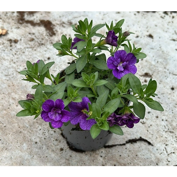 <h4>Calibrachoa Double Cabaret Blue</h4>