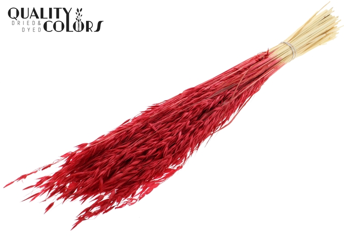 <h4>Avena per bunch Intense Red</h4>