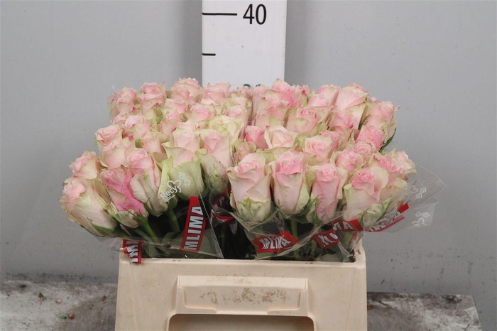 <h4>R Gr Pink Athena</h4>