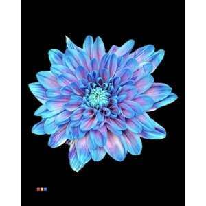 CHRYSANTHEMUM TR DYED BUBBLEGUM