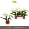 Phalaenopsis Tablo Champagne 12Ø 40cm 2st 25fl