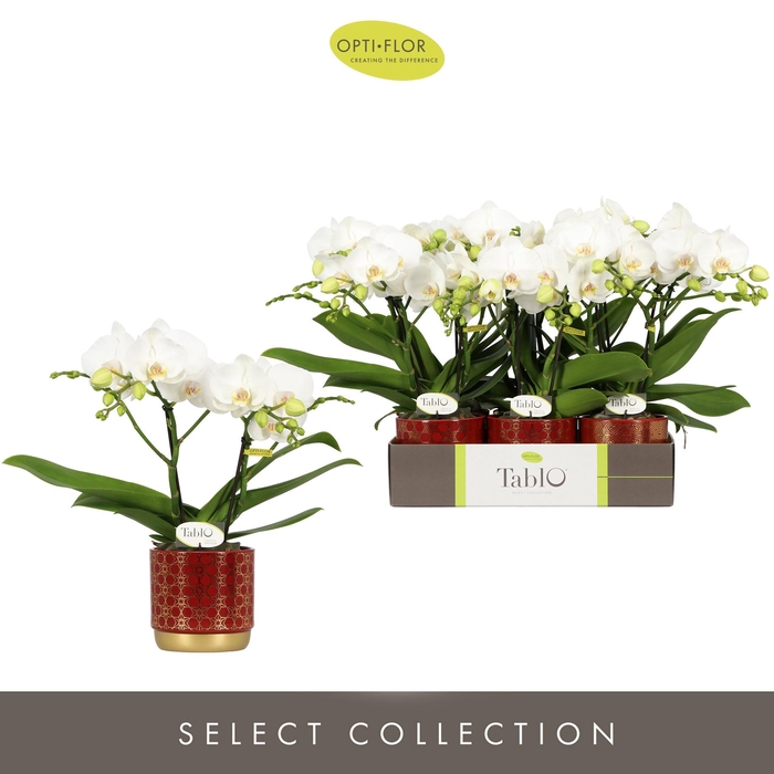 Phalaenopsis Tablo Champagne 12Ø 40cm 2st 25fl
