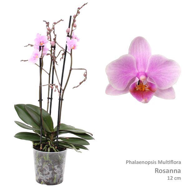 <h4>Phal. Multiflora "Rosanna" 3-tak</h4>
