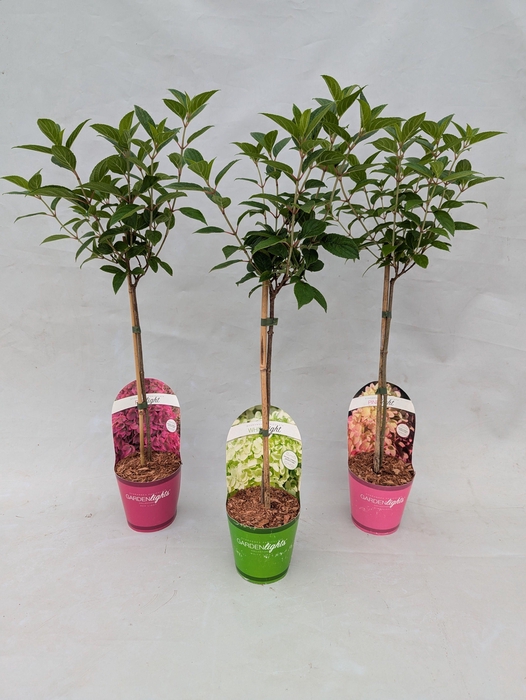 <h4>Hydrangea Paniculata (Gardenlight MIX) 'Whitelight, Pinklight, Redlight' op stam - 12 cm in potcover</h4>