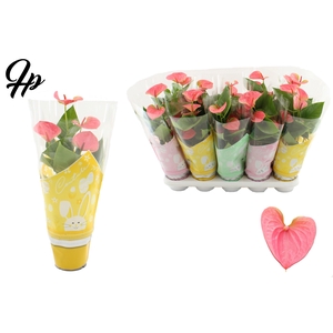 Anthurium 12 cm Sweet Dream in Couture Easter sleeve mix