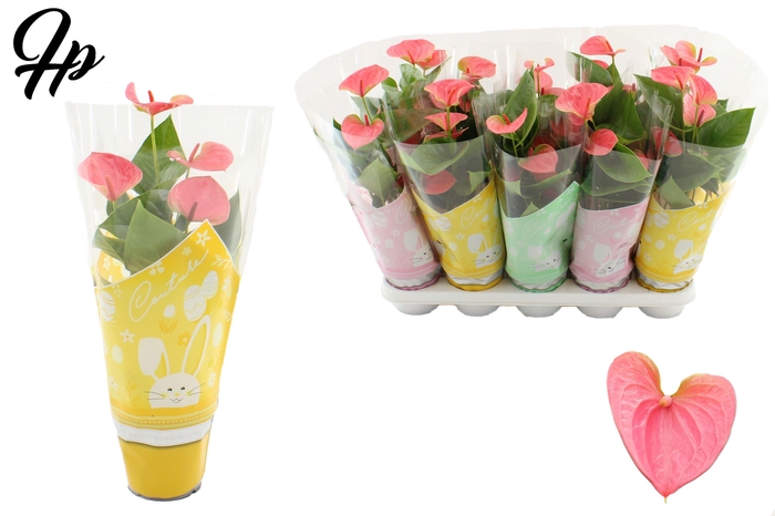<h4>Anthurium 12 cm Sweet Dream in Couture Easter sleeve mix</h4>