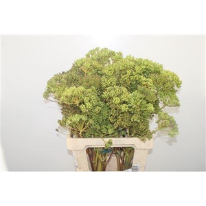 Ferule Zaaddoos 60cm Per Stem
