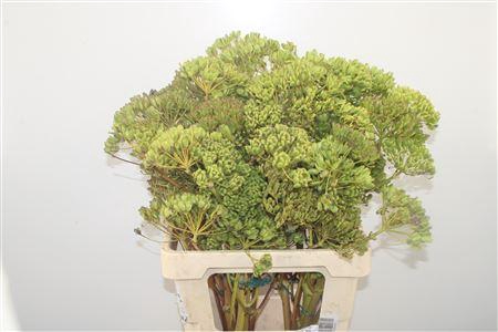 <h4>Ferule Zaaddoos 60cm Per Stem</h4>