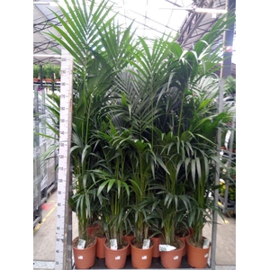 Howea forsteriana