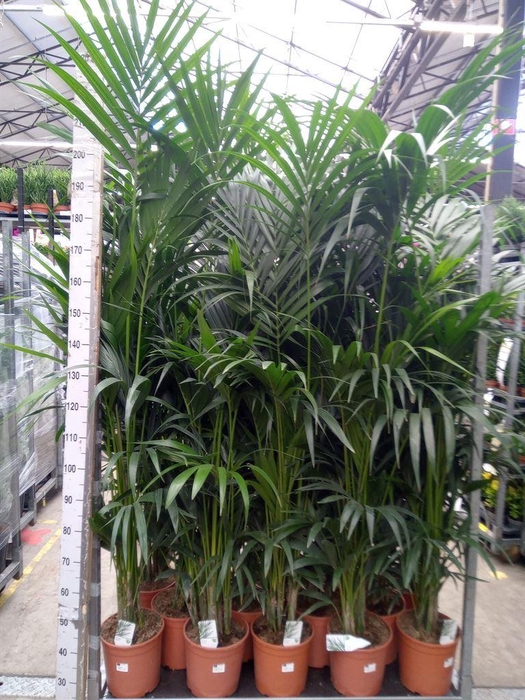 <h4>Howea forsteriana</h4>