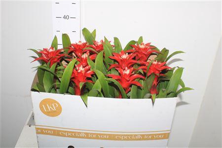 <h4>Guzm Confetti</h4>