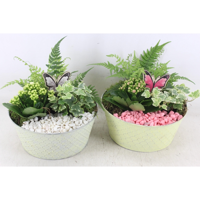 <h4>Arr2 Pl - Zink Rond Ruit - Roze/wit</h4>