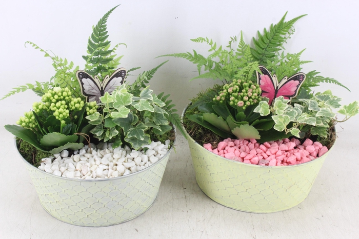 <h4>arr2 PL - Zink rond ruit - roze/wit</h4>