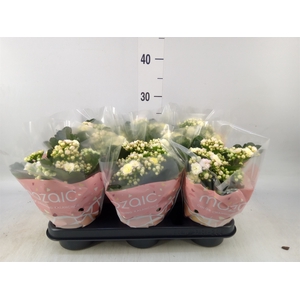 Kalanchoe blos. 'Deco Tweed'