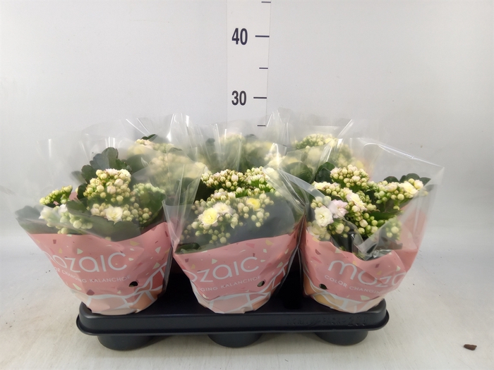 <h4>Kalanchoe blos. 'Deco Tweed'</h4>