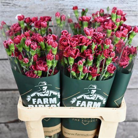 <h4>Di tr Berry</h4>