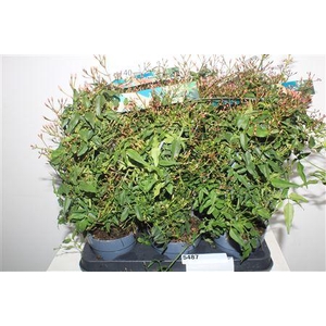 Jasm Polyanthum Wit 300+