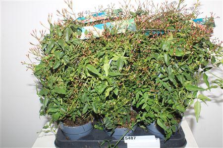 <h4>Jasm Polyanthum Wit 300+</h4>
