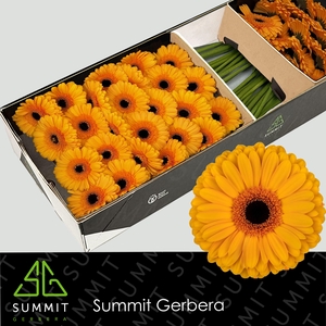Gerbera Oaklyn Doos