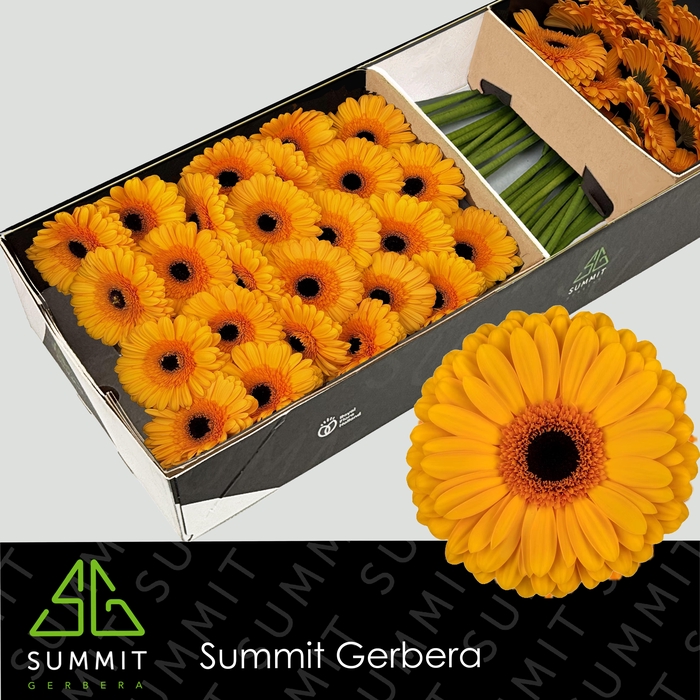 <h4>Gerbera Oaklyn Doos</h4>