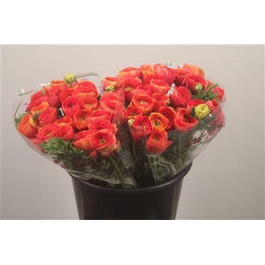 Ran.. Su Red 302 Extra