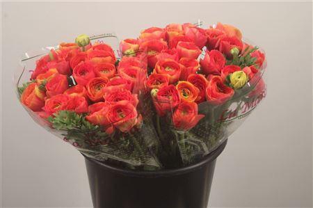 <h4>Ran.. Su Red 302 Extra</h4>