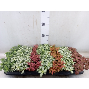 Fittonia   ...mix 7