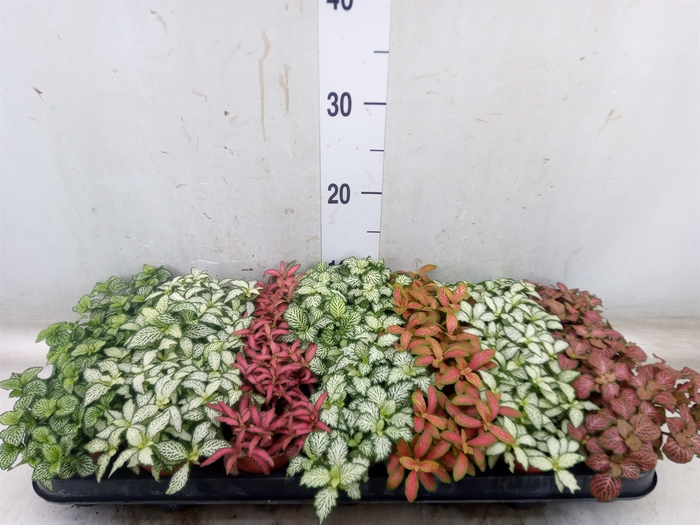 <h4>Fittonia   ...mix 7</h4>