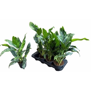 Aglaonema Splash 14Ø 40cm 2pp
