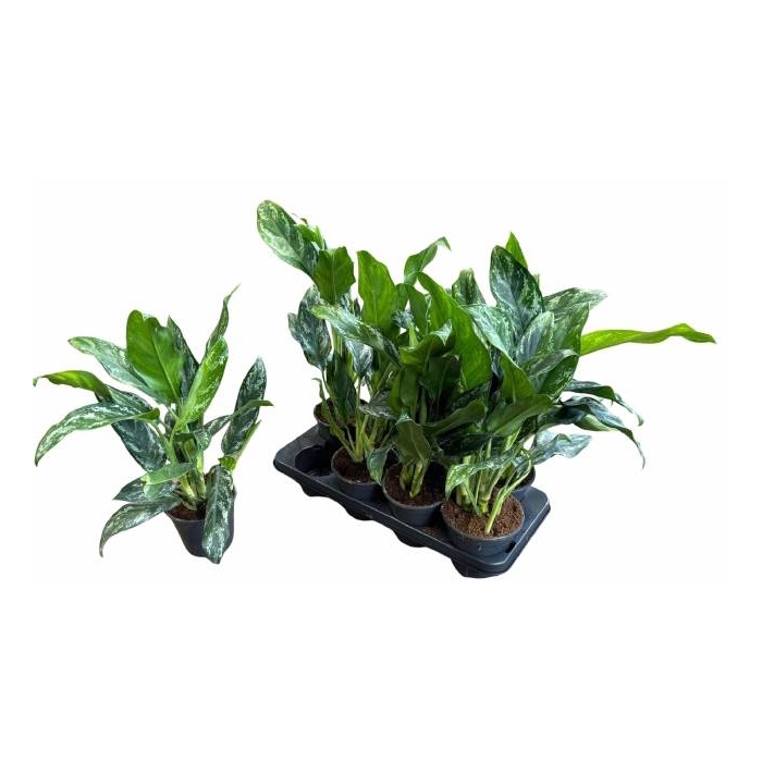 <h4>Aglaonema Splash 14Ø 40cm 2pp</h4>