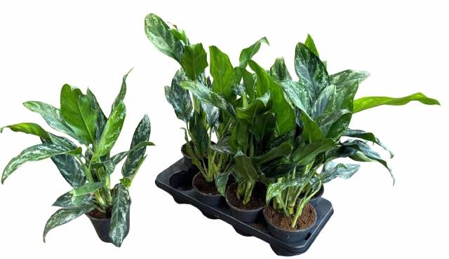Aglaonema Splash 14Ø 40cm 2pp