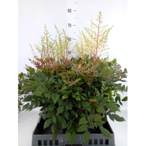 Astilbe arendsii 'Diamant'