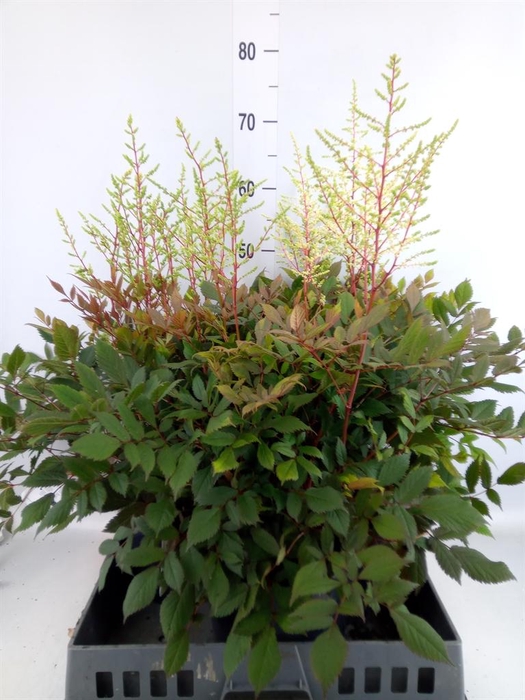 <h4>Astilbe arendsii 'Diamant'</h4>