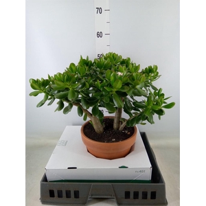 Crassula ovata