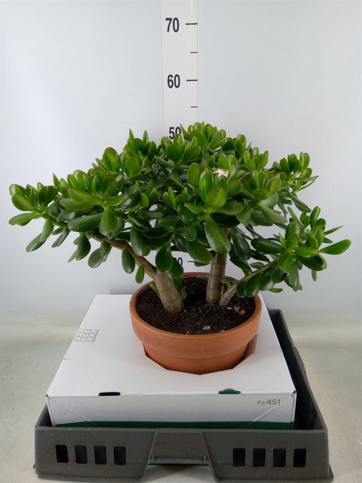 <h4>Crassula ovata</h4>
