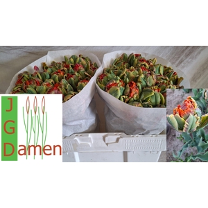 TU DU SECRET PRINCES