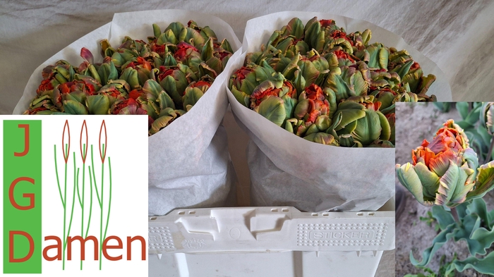 <h4>TU DU SECRET PRINCES</h4>