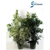Ficus Benjamina P27 Mix