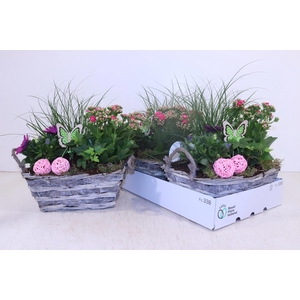 ARR TUINPLANTEN