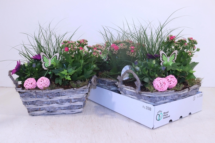 <h4>ARR TUINPLANTEN</h4>