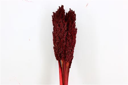 Dried Sorghum 6pc Bordeaux Bunch